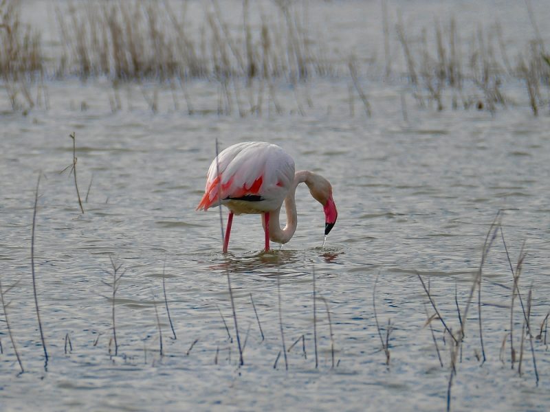 Flamingo,At,A,Swank,At,Samos
